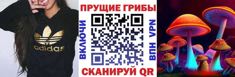 KRAKEN вход  Кондопога  Псилоцибиновые грибы Cubensis 